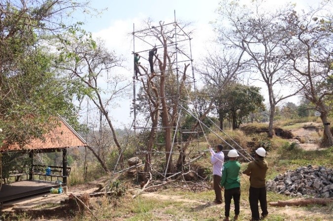 Tree risk management and aesthetic at Preah Vihear Site